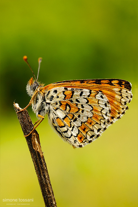 Melitaea cinxia Nikon D3 Nikon Micro AF 60 f/2.8 D Tubi Estensori Macrofotografia di insetti materiale Nikon Simone Tossani