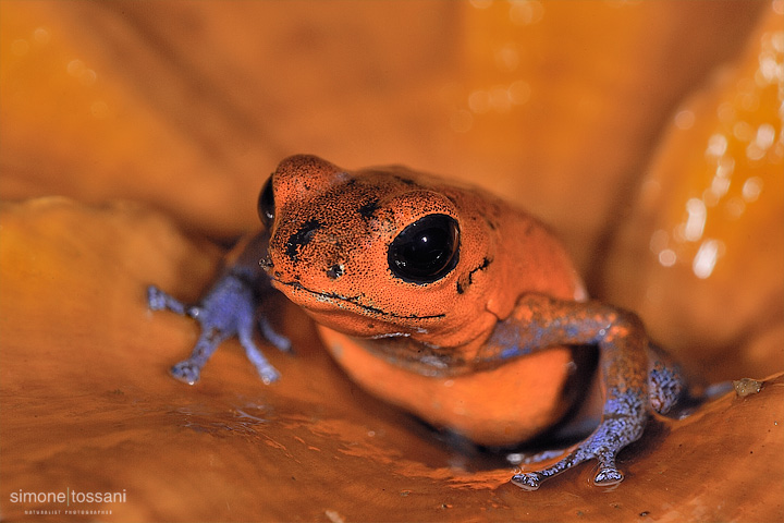 Dendrobates pumilio  Nikon D3  Nikon Micro AF 200 f/4 D ED  1/60 sec  f/20  ISO 6400 Macrofotografia di insetti materiale Nikon Simone Tossani