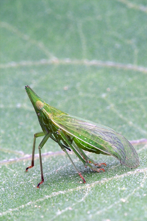 Dictyophara europea Nikon D200 Sigma 180 f/3.5 EX DG HSM TC 1.4 + TC 2x Sigma Macrofotografia di insetti materiale Nikon Simone Tossani
