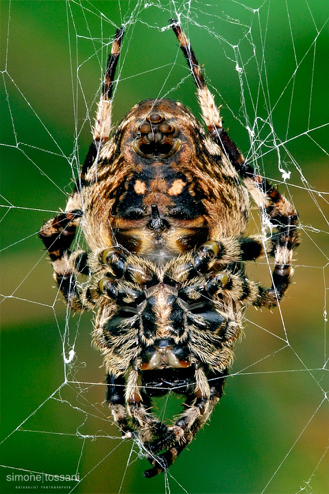 Araneus diadematus Nikon D200 Sigma 180 f/3.5 EX DG HSM TC 2x Sigma Macrofotografia di insetti materiale Nikon Simone Tossani