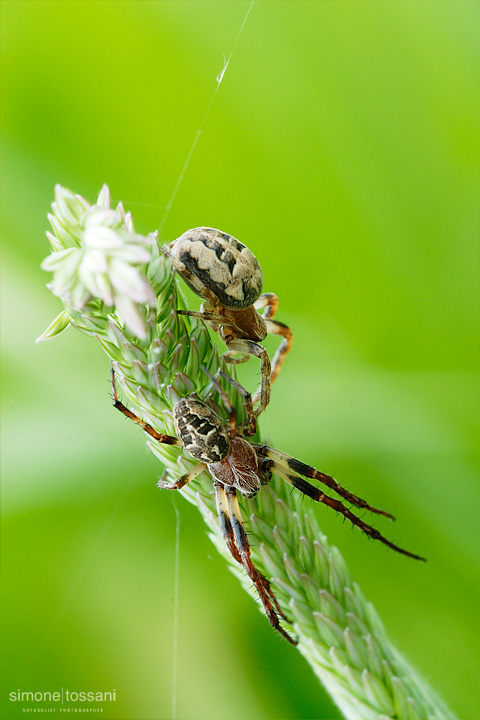 Araneus diadematus   Nikon D200  Sigma 180 f/3.5 EX DG HSM  Macrofotografia di insetti materiale Nikon Simone Tossani