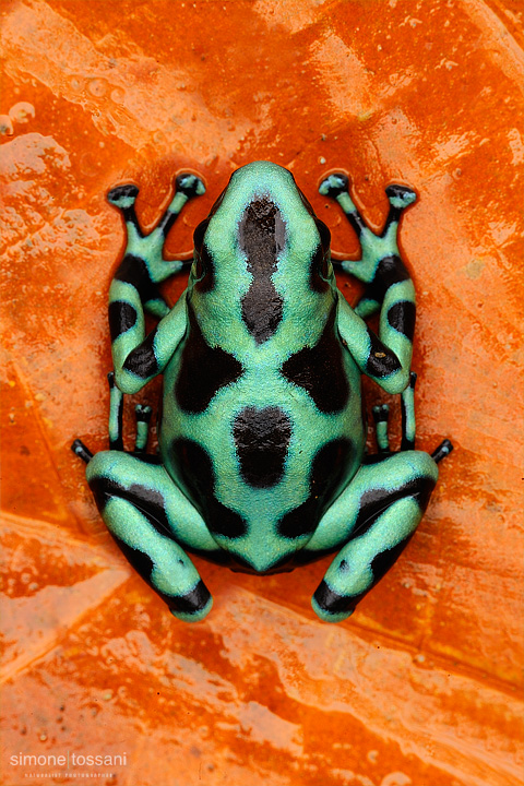 Dendrobates auratus   Nikon D3  200 Micro Nikkor AF f/4 D ED  SB R200  Commander SU 800  Macrofotografia di insetti materiale Nikon Simone Tossani