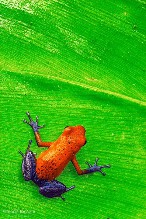 Dendrobates pumilio   Nikon D3  200 Micro Nikkor AF f/4 D ED  Macrofotografia di insetti materiale Nikon Simone Tossani