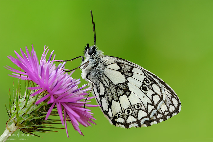 Melanargia galathea  Nikon D3  Nikon Micro AF 200 f/4 D  1/4 sec  f/18  ISO 200 Macrofotografia di insetti materiale Nikon Simone Tossani