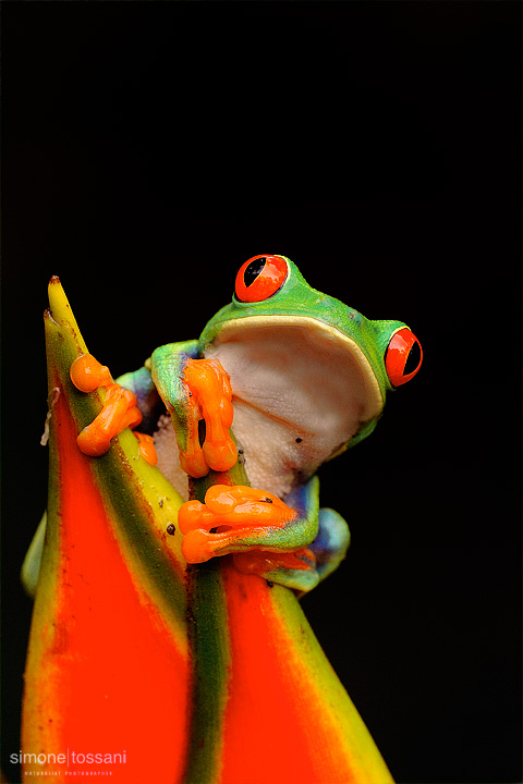 Agalychnis callidryas  Nikon D3  200 Micro Nikkor AF f/4 D ED  Macrofotografia di insetti materiale Nikon Simone Tossani