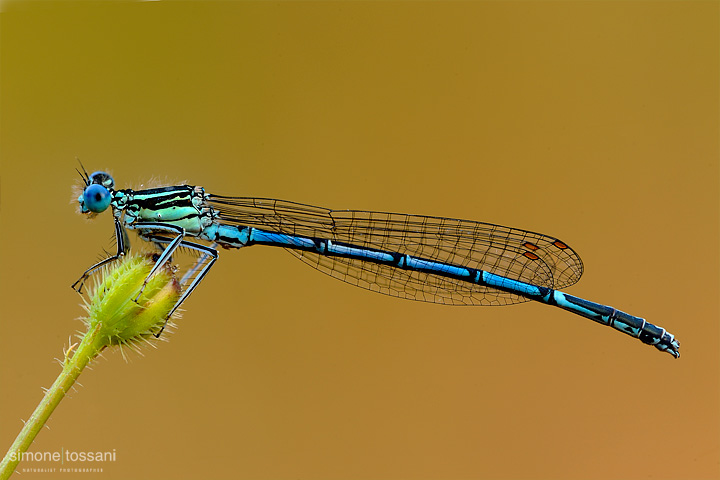 Platycnemis pennipes   Nikon D3  Nikon Micro AF 200 f/4 D  1/6 sec  f/16  ISO 100 Macrofotografia di insetti materiale Nikon Simone Tossani