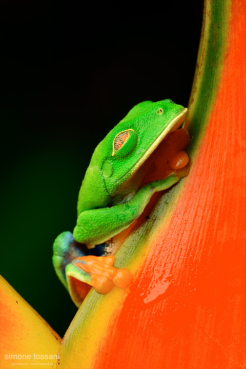 Agalychnis callidryas  Nikon D3  200 Micro Nikkor AF f/4 D ED  Macrofotografia di insetti materiale Nikon Simone Tossani