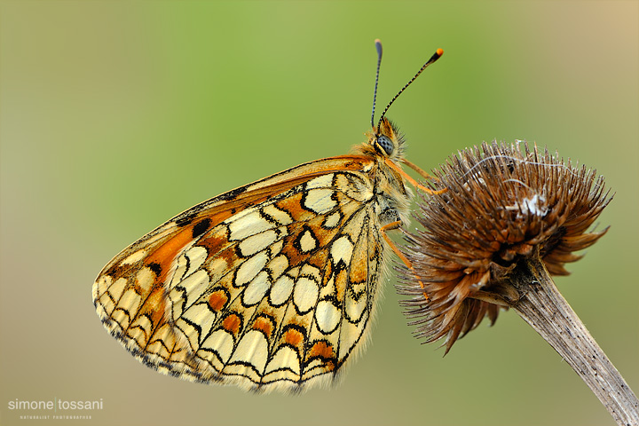 Melitaea athalia   Nikon D3  Nikon Micro AFS 105 f/2.8 VR D  1/3 sec  f/18  ISO 100 Macrofotografia di insetti materiale Nikon Simone Tossani