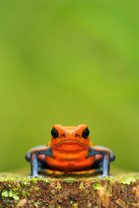 Dendrobates pumilio   Nikon D3  200 Micro Nikkor AF f/4 D ED  Macrofotografia di insetti materiale Nikon Simone Tossani