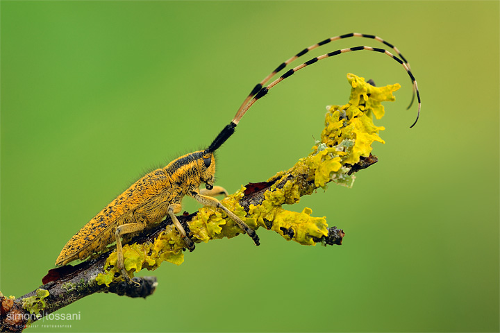 Agapanthia villosoviridescens  Nikon D3  Nikon Micro AF 200 f/4 D  1/8 sec  f/20  ISO 100 Macrofotografia di insetti materiale Nikon Simone Tossani