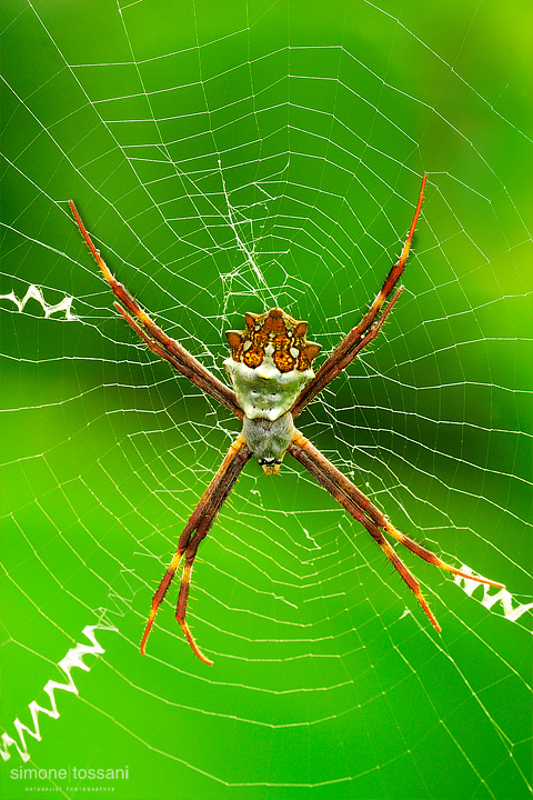 Argiope argentata  Nikon D3  60 Micro Nikkor AF f/2.8 D  Tubi Estensori  Macrofotografia di insetti materiale Nikon Simone Tossani