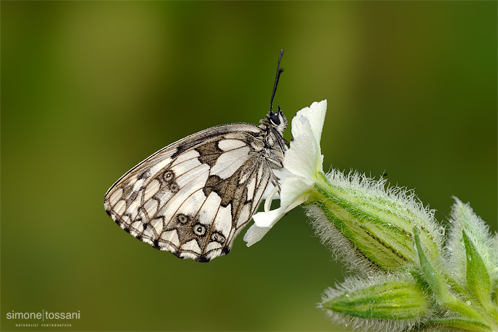 Melanargia galathea  Nikon D3  Nikon Micro AF 200 f/4 D  1/15 sec  f/20  ISO 100 Macrofotografia di insetti materiale Nikon Simone Tossani