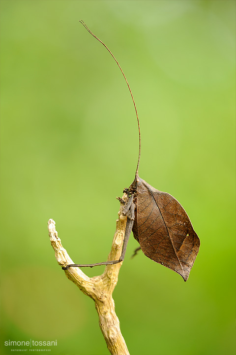 Typophyllum sp   Nikon D3  Sigma 150 f/2.8 EX DG HSM Macro  Macrofotografia di insetti materiale Nikon Simone Tossani