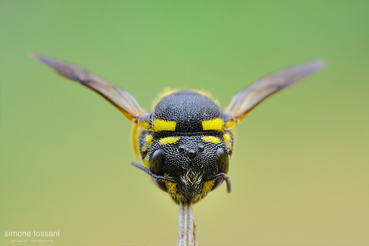 hm0053o  Nikon D3  Nikon Micro AF 60 f/2.8 D  Tubi Estensori  1/6 sec  f/22  ISO 200 Macrofotografia di insetti materiale Nikon Simone Tossani