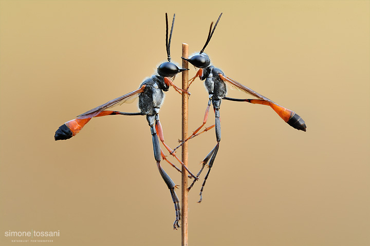 Ammophila procera    Nikon D3  Nikon Micro AF 200 f/4 D  1/1,3 sec  f/20  ISO 100 Macrofotografia di insetti materiale Nikon Simone Tossani  