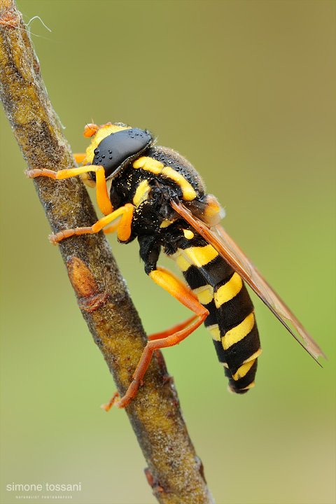 Xanthogramma festivum    Nikon D3  Nikon Micro AF 60 f/2.8 D  Tubi Estensori  1/1.3 sec  f/22  ISO 100 Macrofotografia di insetti materiale Nikon Simone Tossani