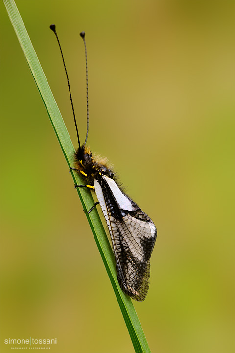 Ascalaphidae libelloides  Nikon D3  Nikon Micro AF 60 f/2.8 D  Tubi Estensori  1/13 sec  f/8  ISO 200 Macrofotografia di insetti materiale Nikon Simone Tossani