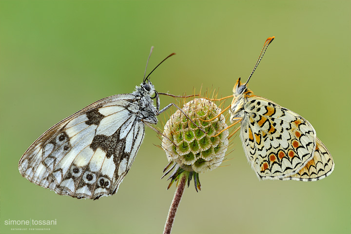 Melanargia galathea  Melitaea phoebe  Nikon D3  Nikon Micro AF 200 f/4 D  1/20 sec  f/20  ISO 200 Macrofotografia di insetti materiale Nikon Simone Tossani  