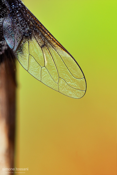 Bombylella atra   Nikon D3  Nikon Micro AF 60 f/2.8 D  Tubi Estensori  0.7 sec  f/22  ISO 200 Macrofotografia di insetti materiale Nikon Simone Tossani