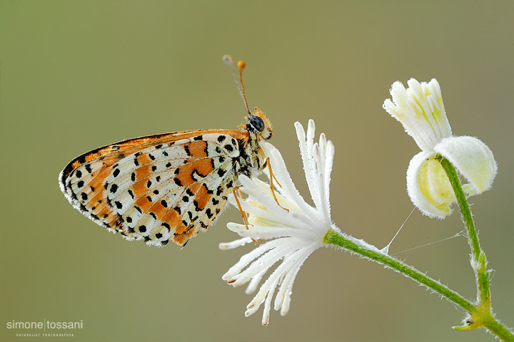 Melitaea didyma  Nikon D3  Nikon Micro AF 200 f/4 D  1/20 sec  f/22  ISO 200 Macrofotografia di insetti materiale Nikon Simone Tossani