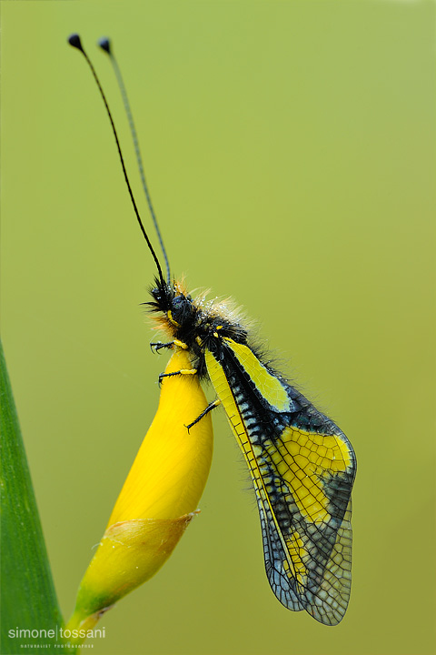 Ascalaphidae libelloides  Nikon D3  Nikon Micro AF 200 f/4 D ED  1/20 sec  f/22  ISO 200 Macrofotografia di insetti materiale Nikon Simone Tossani