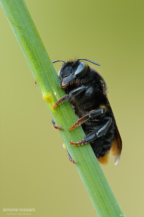 Xylocopa violacea  Nikon D3  Nikon Micro AF 200 f/4 D ED  1/20 sec  f/22  ISO 200 Macrofotografia di insetti materiale Nikon Simone Tossani