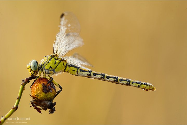 Gomphus flavipes  Nikon D3  Nikon Micro AF 200 f/4 D  1/13 sec  f/22  ISO 200 Macrofotografia di insetti materiale Nikon Simone Tossani