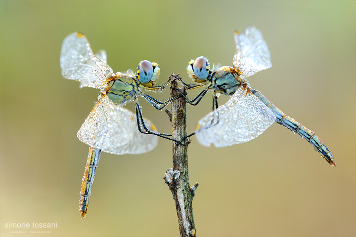 Sympetrum fonscolombii   Nikon D3  Nikon Micro AF 200 f/4 D  1/6 sec  f/22  ISO 200 Macrofotografia di insetti materiale Nikon Simone Tossani