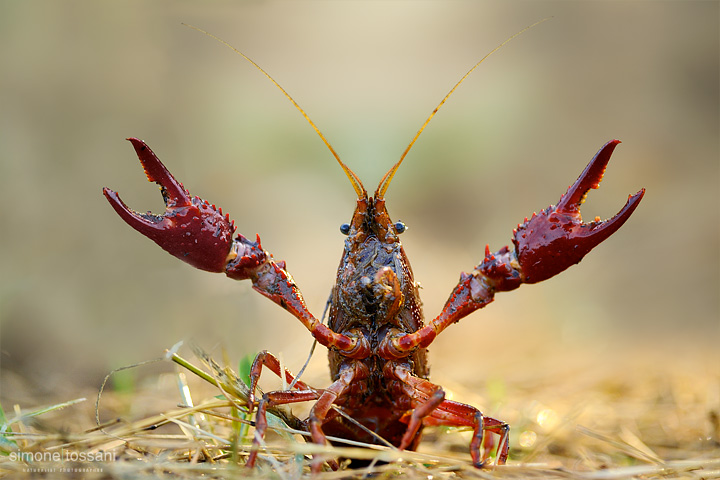Procambarus clarckii   Nikon D3  Nikon Micro AFS 105 f/2.8 VR D  1/800 sec  f/5.6  ISO 800 Macrofotografia di insetti materiale Nikon Simone Tossani