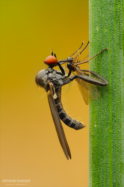 dp0063v  Nikon D3  Nikon Micro AF 60 f/2.8 D  Tubi Estensori  1/6 sec  f/20  ISO 200 Macrofotografia di insetti materiale Nikon Simone Tossani