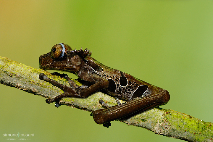 Anotheca spinosa Nikon D700  Nikon Micro AFS 105 f/2.8 VR D  1/30 sec  f/8  ISO 640   Macrofotografia di insetti materiale Nikon Simone