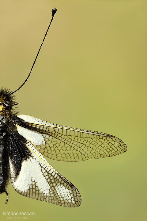 Ascalaphidae libelloides  Nikon D3  Nikon Micro AF 200 f/4 D ED  1/25 sec  f/14  ISO 200 Macrofotografia di insetti materiale Nikon Simone Tossani