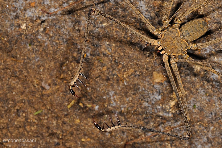 Tailess Whip Scorpion   Nikon D3  60 Micro Nikkor AF f/2.8 D  SB R200  1/160 sec  f/10  ISO 1000  Lite Panel MicroPro Macrofotografia di insetti materiale Nikon Simone Tossani