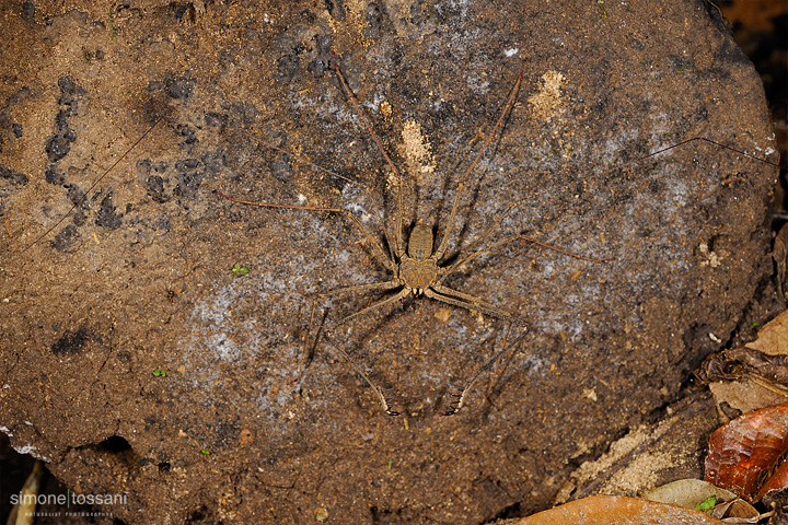 Tailess Whip Scorpion  Nikon D3  60 Micro Nikkor AF f/2.8 D  SB R200  1/125 sec  f/10  ISO 1000  Lite Panel MicroPro Macrofotografia di insetti materiale Nikon Simone Tossani