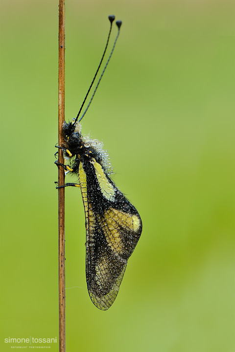 Ascalaphidae libelloides  Nikon D3  Nikon Micro AFS 105 VR f/2.8 D  1/10 sec  f/18  ISO 200 Macrofotografia di insetti materiale Nikon Simone Tossani