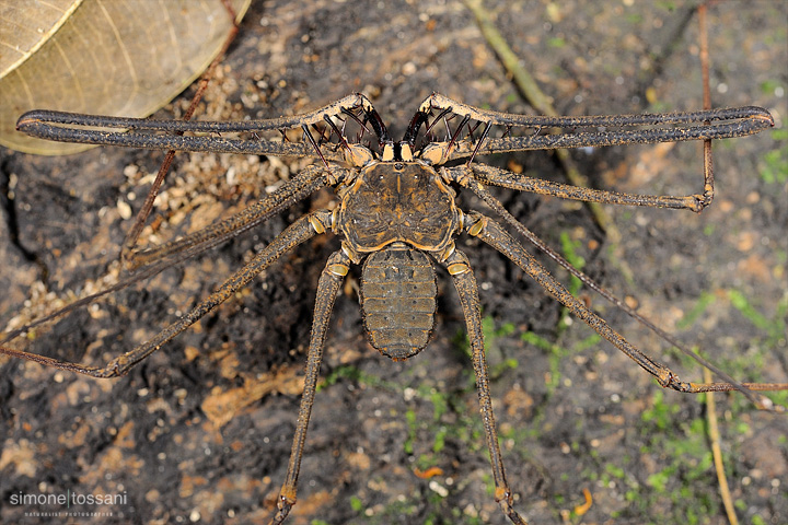 Tailess Whip Scorpion  Nikon D3  60 Micro Nikkor AF f/2.8 D  SB R200  1/160 sec  f/8  ISO 1000  Lite Panel MicroPro Macrofotografia di insetti materiale Nikon Simone Tossani