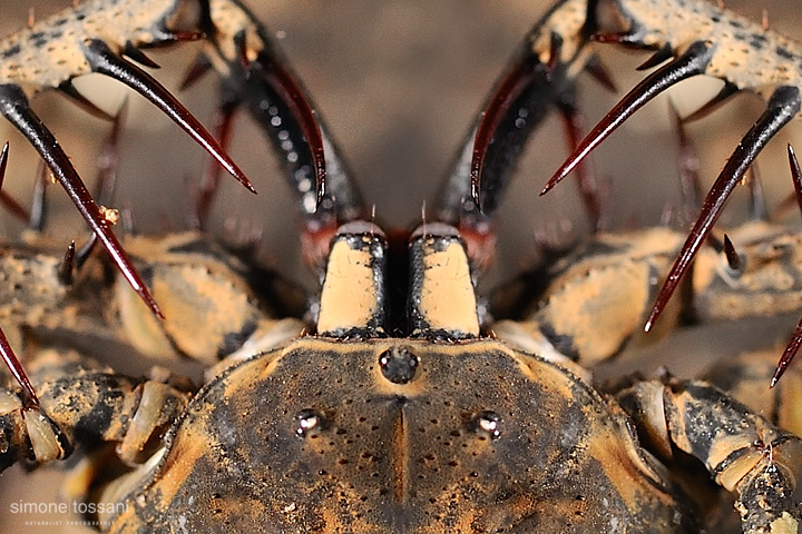 Tailess Whip Scorpion    Nikon D3  60 Micro Nikkor AF f/2.8 D  SB R200  1/125 sec  f/10  ISO 1000  Lite Panel MicroPro Macrofotografia di insetti materiale Nikon Simone Tossani