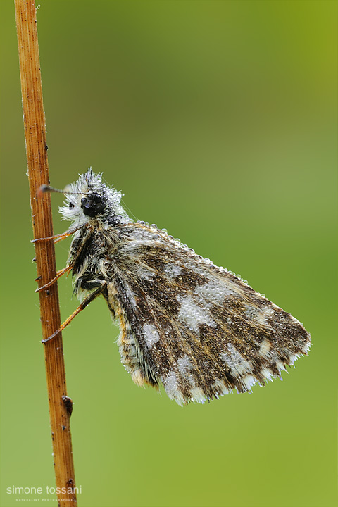 Pyrgus armoricanus   Nikon D3  Nikon Micro AF 60 f/2.8 D  Tubi Estensori  1.3 sec  f/22  ISO 200 Macrofotografia di insetti materiale Nikon Simone Tossani