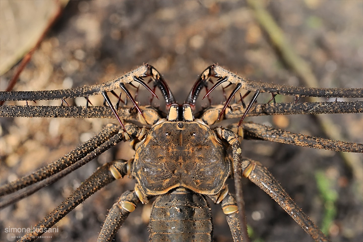 Tailess Whip Scorpion   Nikon D3  60 Micro Nikkor AF f/2.8 D  SB R200  1/160 sec  f/10  ISO 1000  Lite Panel MicroPro Macrofotografia di insetti materiale Nikon Simone Tossani