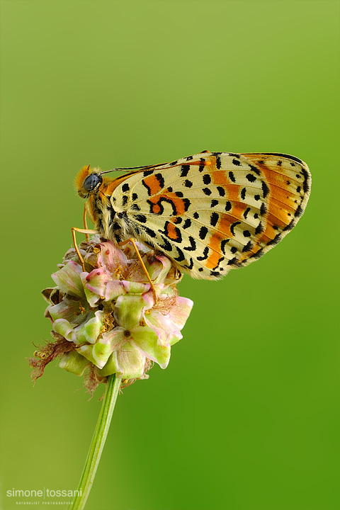 Melitaea didyma  Nikon D60  Nikon Micro AF 200 f/4 D  1/5 sec  f/22  ISO 100 Macrofotografia di insetti materiale Nikon Simone Tossani