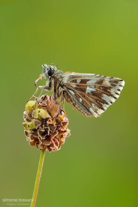 Pyrgus alveus   Nikon D3  Nikon Micro AF 200 f/4 D  Tubi Estensori  1/3 sec  f/22  ISO 100 Macrofotografia di insetti materiale Nikon Simone Tossani