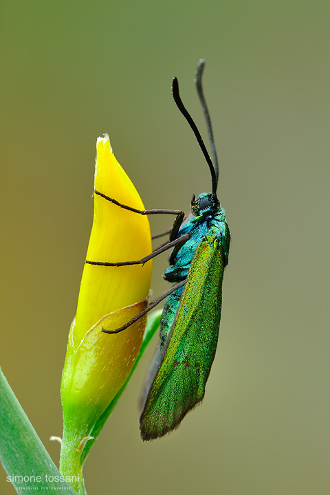 Jordanita (Jordanita) chloros   Nikon D3  Nikon Micro AF 200 f/4 D  1/6 sec  f/22  ISO 100 Macrofotografia di insetti materiale Nikon Simone Tossani