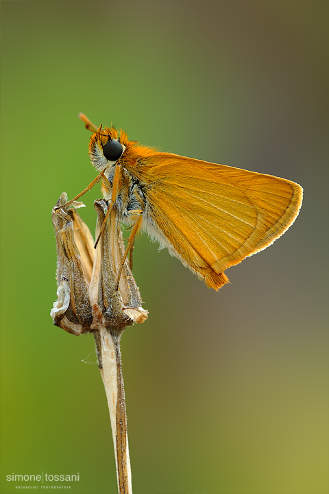 Thymelicus acteon  Nikon D3  Nikon Micro AF 200 f/4 D  1/5 sec  f/22  ISO 100 Macrofotografia di insetti materiale Nikon Simone Tossani