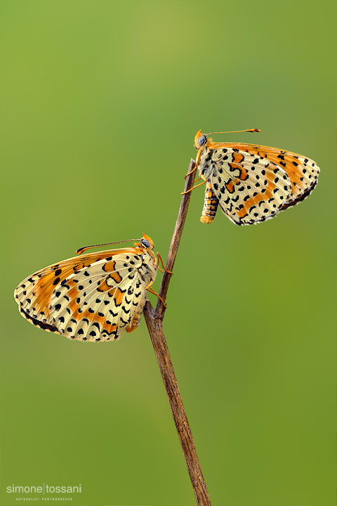 Melitaea didyma  Nikon D300  Nikon Micro AF 200 f/4 D  1/10 sec  f/18  ISO 100 Macrofotografia di insetti materiale Nikon Simone Tossani