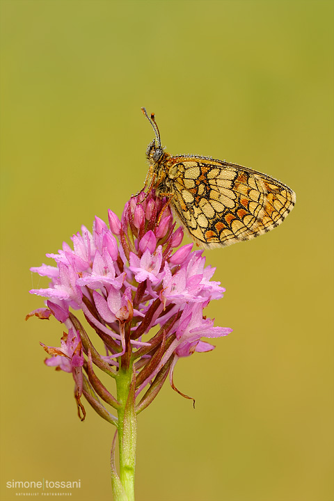 Melitaea athalia  Nikon D3  Nikon Micro AF 200 f/4 D  1/4 sec  f/22  ISO 200 Macrofotografia di insetti materiale Nikon Simone Tossani