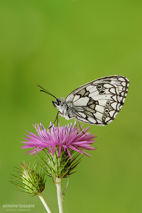 Melanargia galathea  Nikon D3  Nikon Micro AF 200 f/4 D  1/16 sec  f/16  ISO 100 Macrofotografia di insetti materiale Nikon Simone Tossani