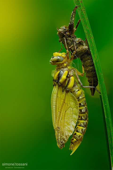 Cordulegaster boltonii  Nikon D3  Nikon Micro AF 200 f/4 D  1/10 sec  f/18  ISO 400 Macrofotografia di insetti materiale Nikon Simone Tossani