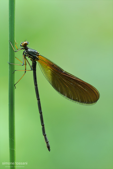 Calopteryx virgo   Nikon D3  Nikon Micro AF 200 f/4 D  5 sec  f/13  ISO 200 Macrofotografia di insetti materiale Nikon Simone Tossani