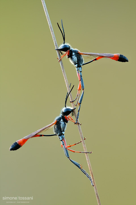 Ammophila procera   Nikon D3  Nikon Micro AF 200 f/4 D  1/13 sec  f/16  ISO 100 Macrofotografia di insetti materiale Nikon Simone Tossani