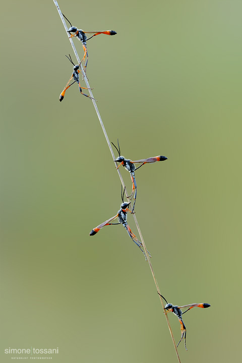 Ammophila procera   Nikon D3  Nikon Micro AF 200 f/4 D  1/40 sec  f/14  ISO 400  Macrofotografia di insetti materiale Nikon Simone Tossani